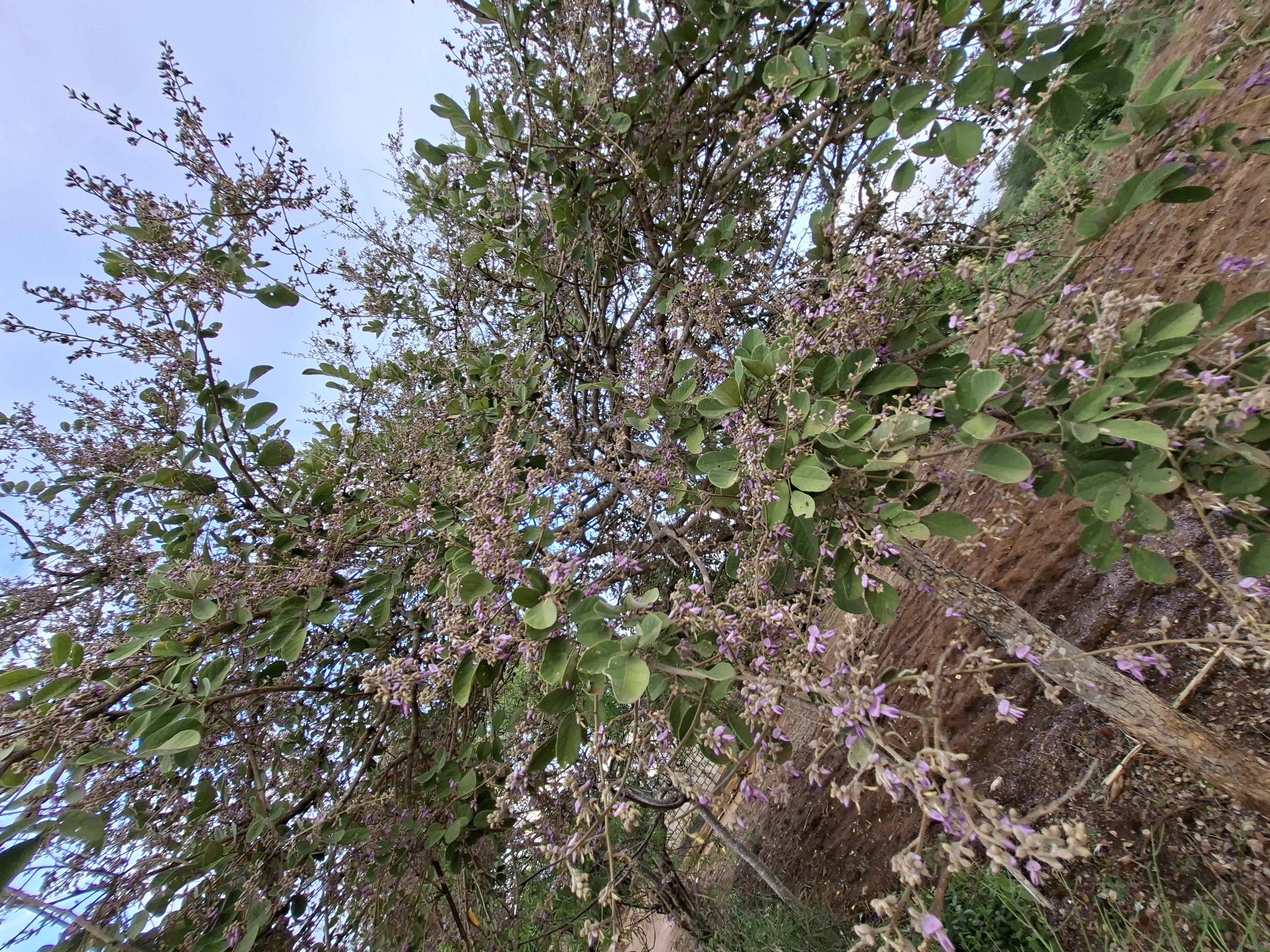 Indegineous flower varieties providing bees a wide foraging ground