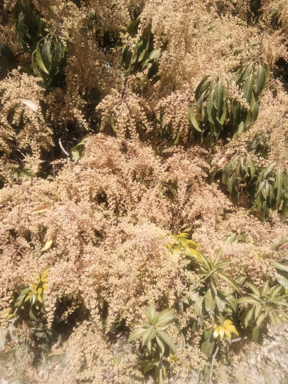 Flowering fruit trees as part of forage zones.